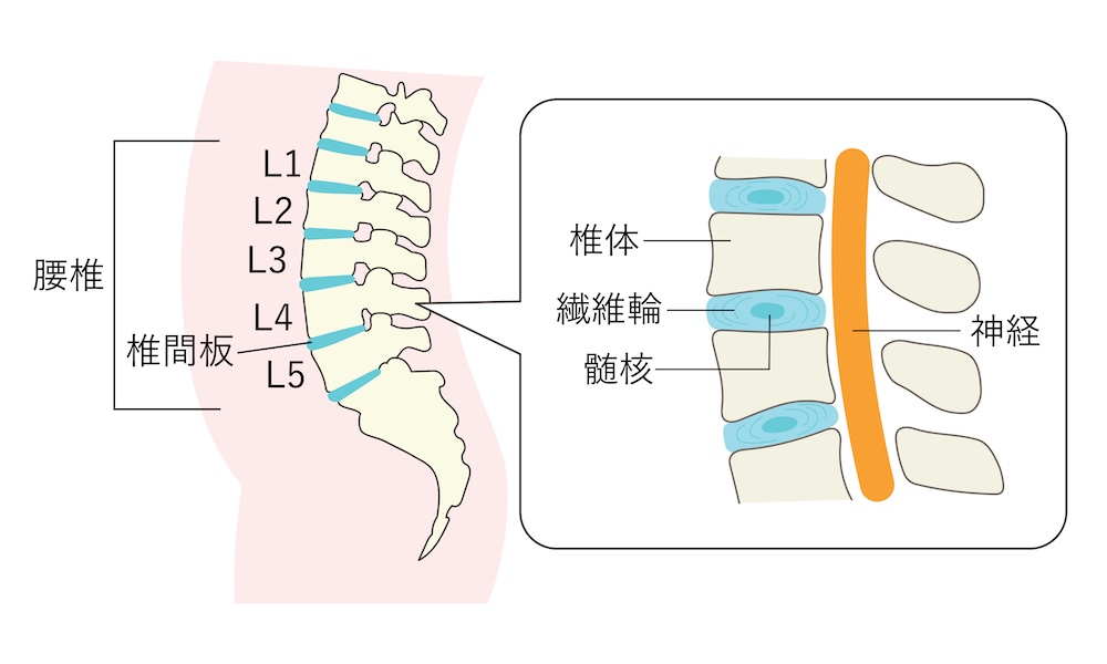 正常な腰椎の説明イラスト　拡大図