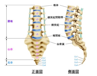 腰椎の解剖図